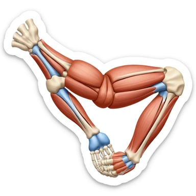 Elbow muscle anatomy sticker