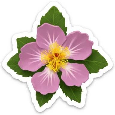 brown-eyed rock rose flower sticker