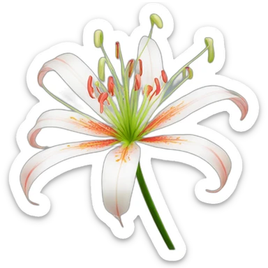 Spider lily sticker