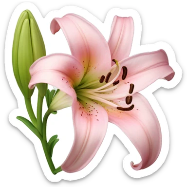 light pink lilium sticker