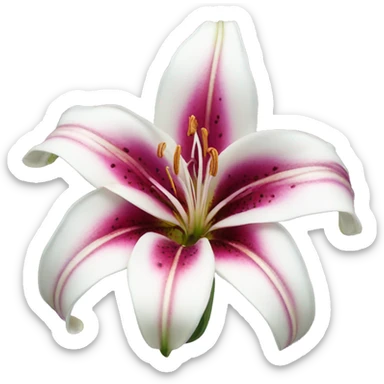 Lily flower stargazer sticker