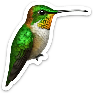 copper rumped hummingbird on a branch sticker
