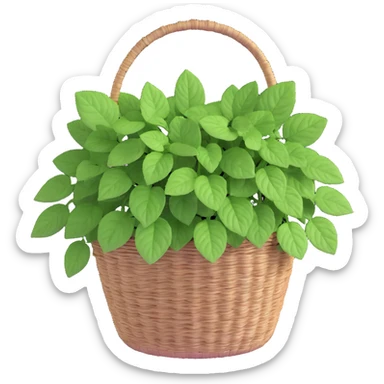 Plectranthus Verticillatus Swedish Ivy with trailing stems and round leaves in a coconut fiber basket sticker