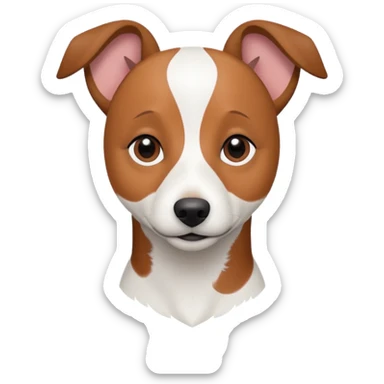 a fully white jack russell the size of a kelpie with floppy ears and a half white face sticker