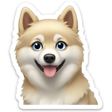 Blonde pomsky with one brown eye and one blue eye sticker