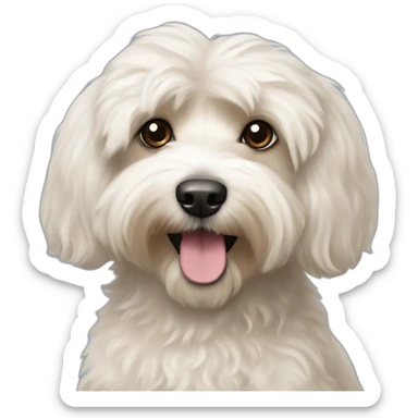 havanese poodle mix sticker