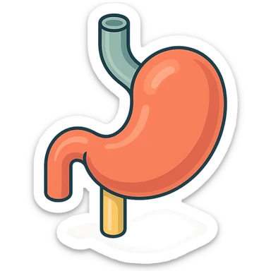 stomach, 2D isometric style, minimalist background, soft shadows and highlights, transparent background, anatomically accurate form variant sticker