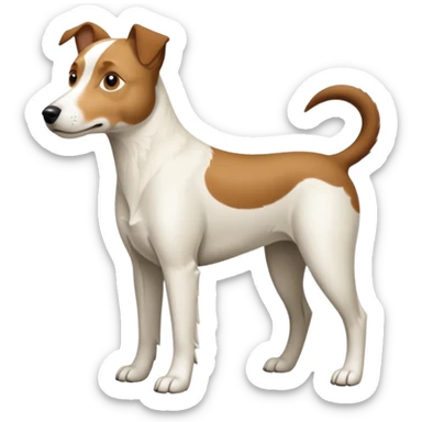 a full body large white parson russell looking dog the size of a kelpie with light brown flapped down ears and a light brown patch on one eye and a large snout sticker