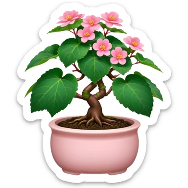 Begonia bonsai sticker