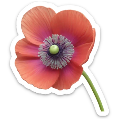 Poppy anemone sticker