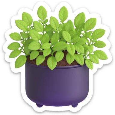 Small sprouts of Plectranthus Verticillatus with extremely round perfect circle leaves growing in a shiny metallic pot sticker