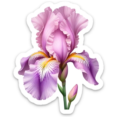 single Pink Iris, straight stem sticker