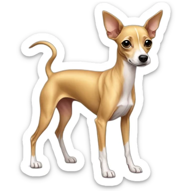 full body golden italian greyhound chihuahua sticker