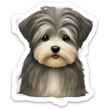Havanese with tartan collar  sticker