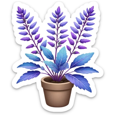 clary sage plant with purple and blue leaves, no pot sticker
