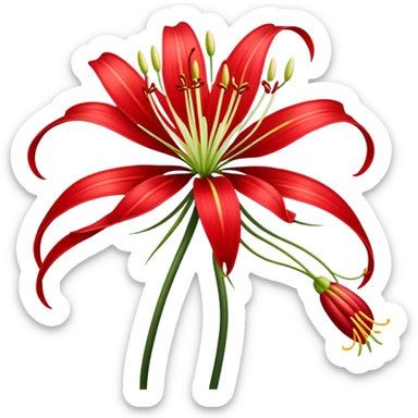 Spider lily sticker
