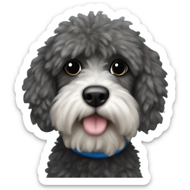 Fluffy Cockapoo with Black sweather and blue hearts sticker