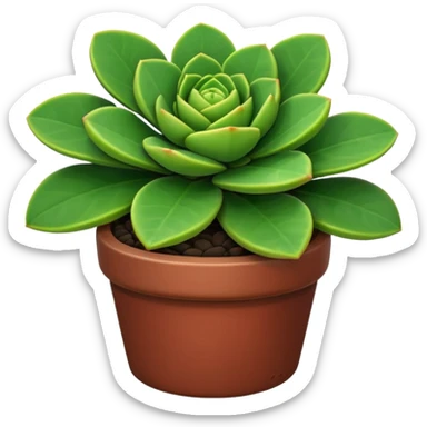 crassula sticker