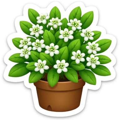 A small bush with round leaves and tiny budding flowers.









































 sticker