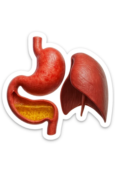 stomaco umano anatomico infiammato con acido giallo all'interno fluttua in aria insieme ad un diaframma umano, iperrealistico 4k, isolato su sfondo bianco sticker