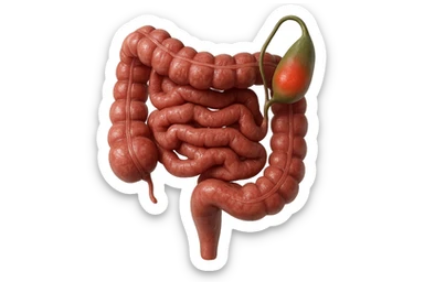 CISTIFELLEA E INTESTINO SONO COLLEGATI NEL DOLORE, SENZA SCRITTE E L'INTESTINO FALLO PERFETTO E REALISTICO, NON DISEGNATO iperrealistico 4k sticker