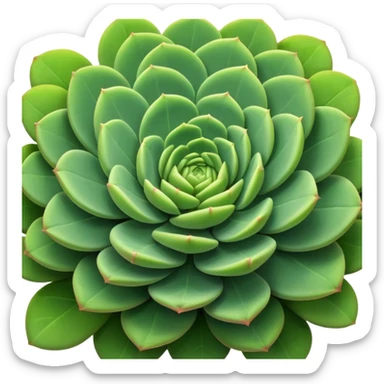 Sedum Pachyphyllum sticker