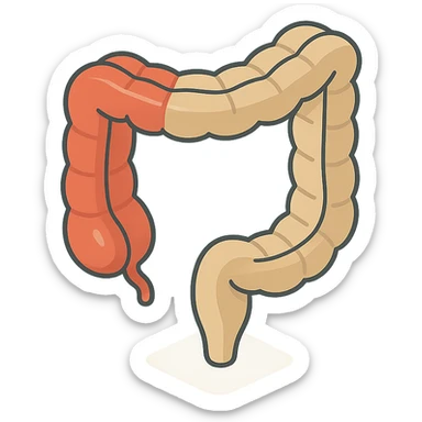 intestine in 2D isometric style, minimalist background, soft shadows and highlights, transparent background, variant with emphasis on thick section sticker