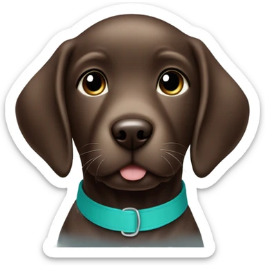 Chocolate labrador cute puppy with small white patch of fur on chest and teal collar sticker