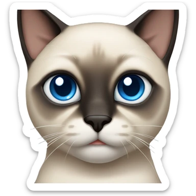 An adult male Siamese cat with blue eyes,dark face and paws, and lighter body. He's medium weight  sticker
