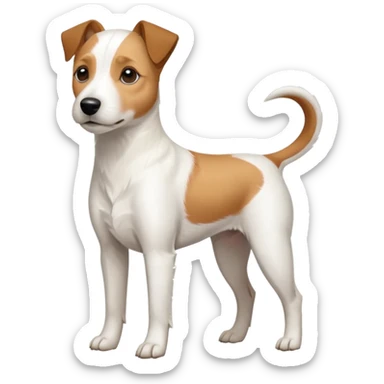 a full body slightly chubby white parson russell terrier looking dog the size of a kelpie with light brown long ears and a light brown patch on one eye and a large snout sticker