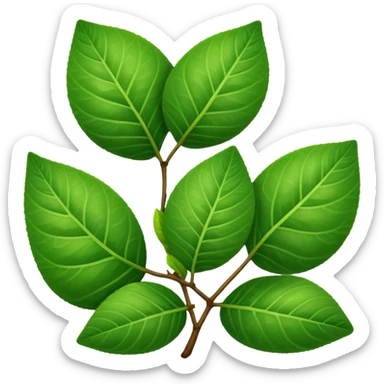 Guava leaves from the guava plant sticker