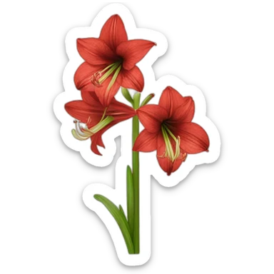 Amaryllis sticker