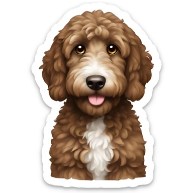 Dark Brown goldendoodle with white chest sticker