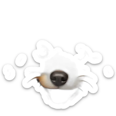 cute-pomeranian-toypoodle sticker