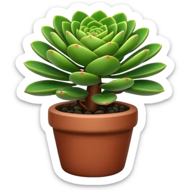 CRASSULA
 sticker