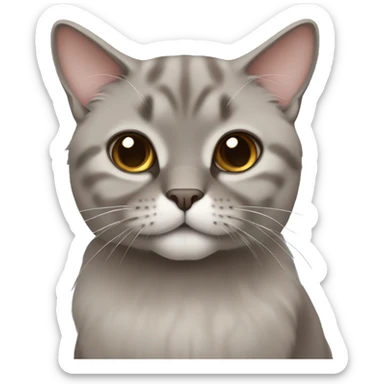 gray-brown lop-eared Scottish cat  sticker