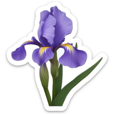 Iris flower on Olympus sticker