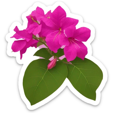bougainvillea flower sticker