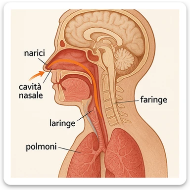 sagittal section of head showing air passing from nostrils to lungs, with captions in Italian sticker