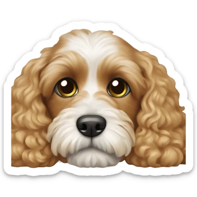 Dog cavapoo breed lies at home sticker