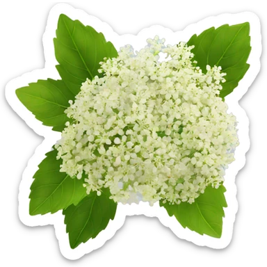 Elderflower sticker