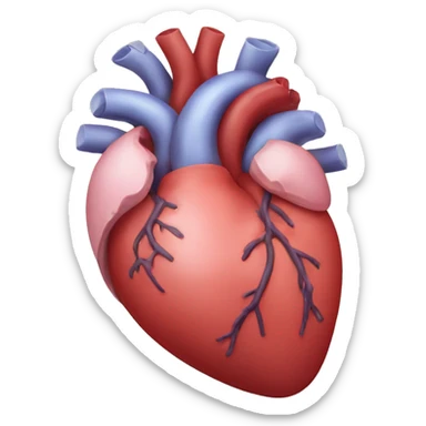 Anatomy heart sticker