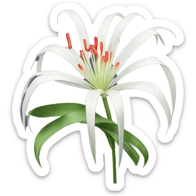 Spider lily sticker