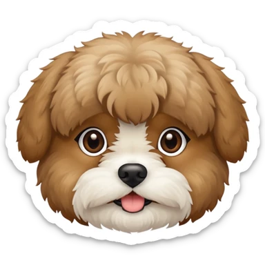 Shihpoo face all tan color, no white sticker