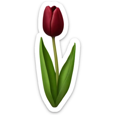 Dark red tulip sticker
