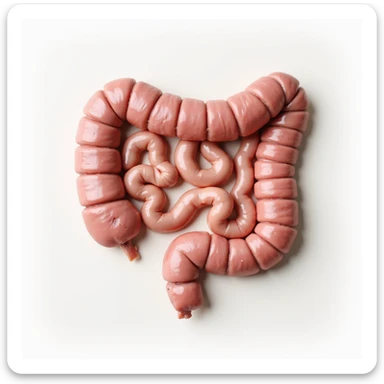 healthy human intestine, anatomical, realistic details, pinkish color, smooth walls, clean appearance, no signs of disease, neutral background sticker