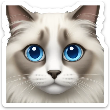 Ragdoll cat with blue eyes  sticker