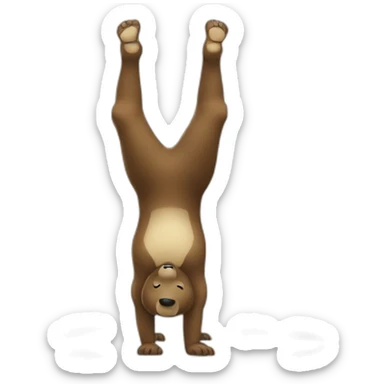Bär, Handstand sticker