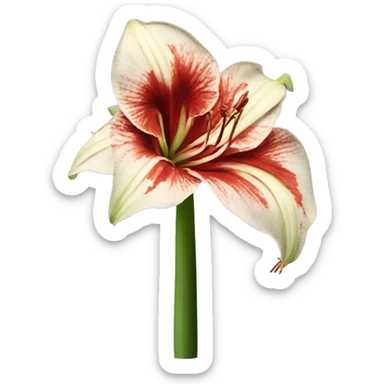 amaryllis sticker