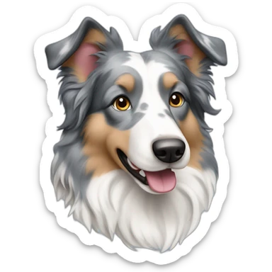 Blue merle Welsh collie sticker
